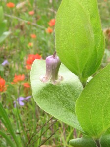 Fremont's leather flower