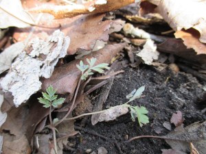 Early Dutchman's Breeches