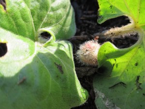 Ginger in our back yard