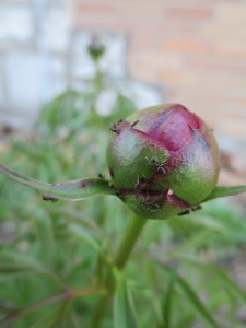 Peony in our yard, the plant that came across the mountains with my forebears. The ants help it to open