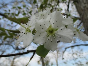 Pear tree blossom