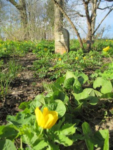 Mary Isabelle in poppies and ginger
