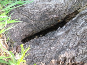 Bee hive in base of hickory tree