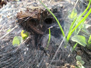 Tunnel spider web