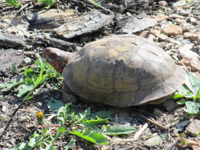 Three toed box turtle