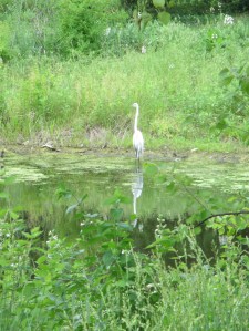 Snowy egret with mating plumage