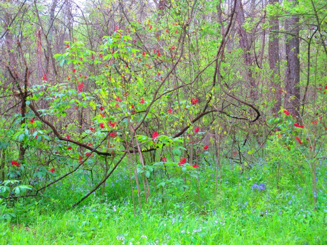 Horsechestnut and bluebells