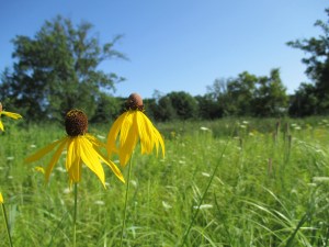 forest park, 7/12/2015